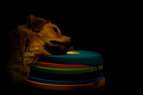 Hund legt seinen Kopf auf gestapelte bunte Biothane-Riemen vor schwarzem Hintergrund