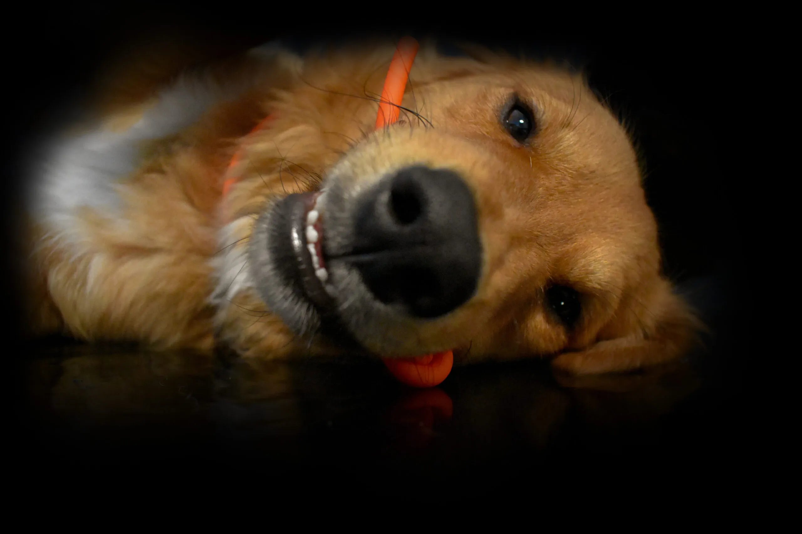Golden Retriever liegt auf dem Boden und trägt ein oranges Biothane-Halsband