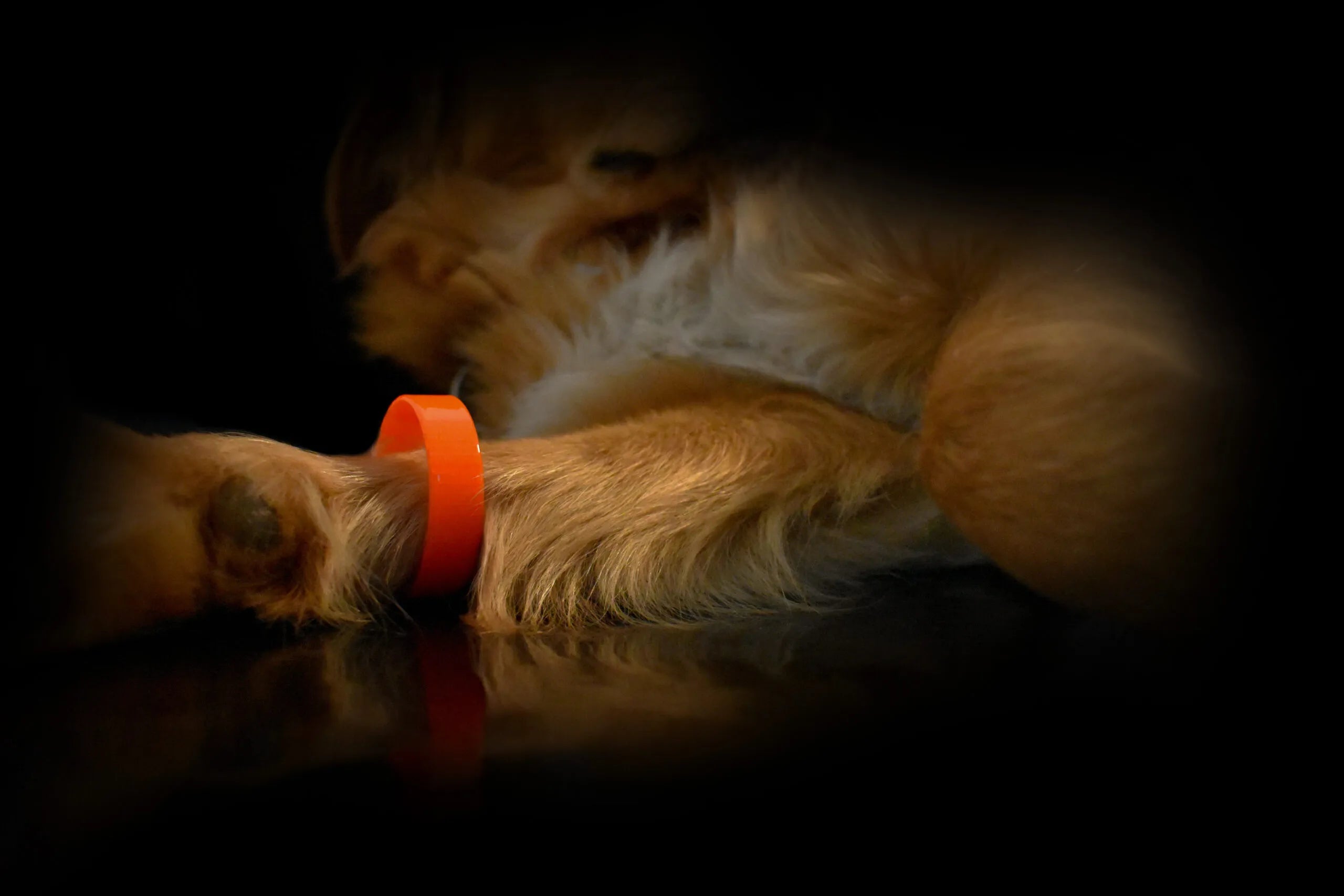 Hund mit orangefarbenem Biothane-Halsband am Bein