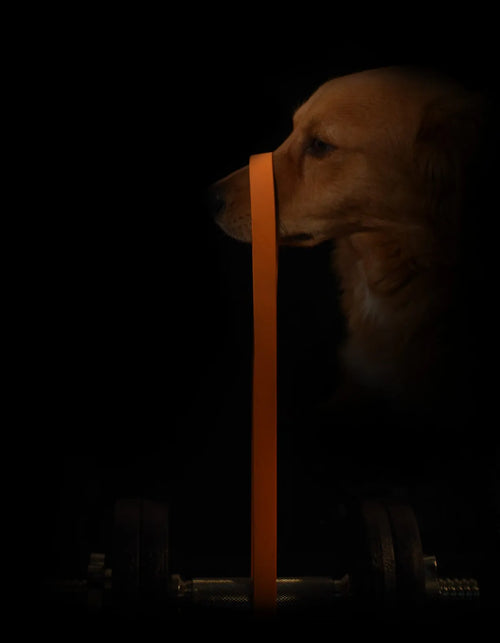 Golden Retriever hält eine orange Biothane-Leine mit Hanteln im Hintergrund