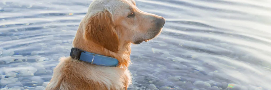 Golden Retriever mit blauem Biothane-Halsband am Wasser
